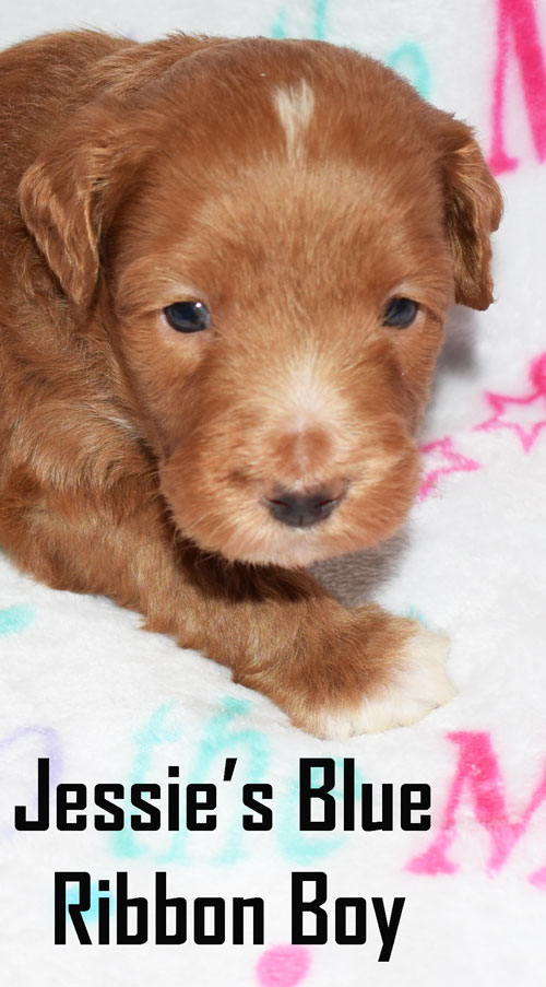 australian labradoodle